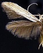 Coleophora cratipennella