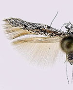 Scythrididae sp.