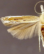 Isophrictis magnella