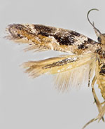 Aristotelia eupatoriella