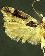 Pseudochelaria walsinghami