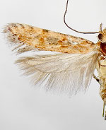 Prolita geniata