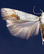 Sriferia cockerella
