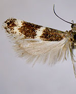 Sriferia fulmenella