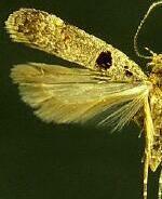Deltophora glandiferella