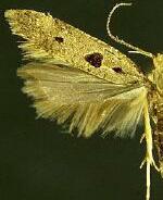 Deltophora sella