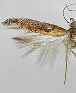 Gnorimoschema ferrugineum