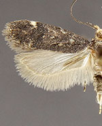 Chionodes hapsus