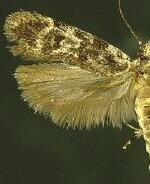 Chionodes bicostomaculella