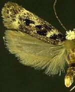 Chionodes sattleri