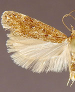 Chionodes permacta