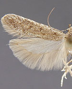 Filatima albicostella