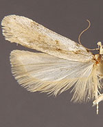 Filatima spinigera