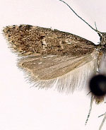 Dichomeris hirculella