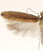 Ypsolopha arizonella