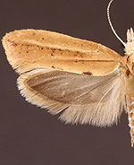 Ypsolopha cervella