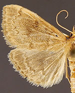 Anania fuscalis