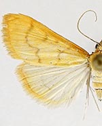 Hahncappsia alpinensis