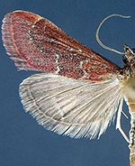 Pyrausta atropurpuralis