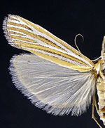 Eufernaldia cadarellus