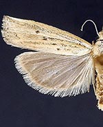 Fissicrambus quadrinotellus