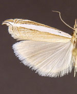 Fernandocrambus harpipterus