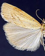 Pediasia ericellus