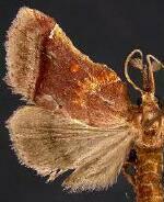 Clydonopteron sacculana