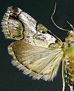 Milgithea trilinealis