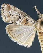 Pococera floridella