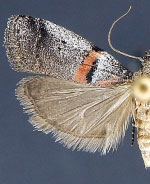 Acrobasis pallicornella