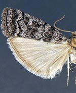 Dioryctria durangoensis