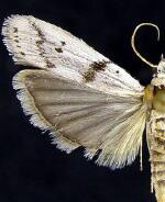 Homoeosoma ardaloniphas