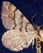 Macaria unipunctaria