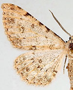 Stenoporpia pulchella