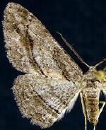 Stenoporpia lea