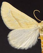 Sicyopsis blanchardata