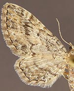Eupithecia catalinata