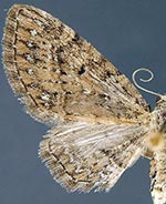 Eupithecia longipalpata