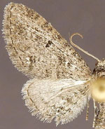 Eupithecia vargoi