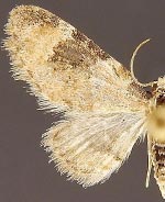 Eupithecia fredericki