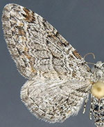Eupithecia vitreotata