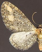 Eupithecia flavigutta