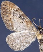 Eupithecia johnstoni