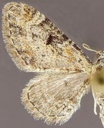 Eupithecia rindgei