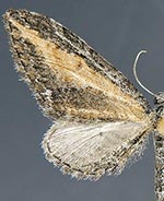 Eupithecia gilvipennata