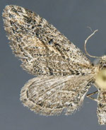 Eupithecia redingtonia
