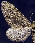 Eupithecia jamesi