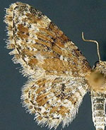 Eupithecia tricolorata