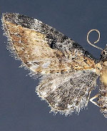 Eupithecia carneata